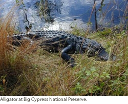 Alligator, Courtesy of UDGS