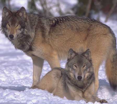 wolves in louisiana