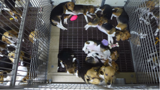 beagles in cage