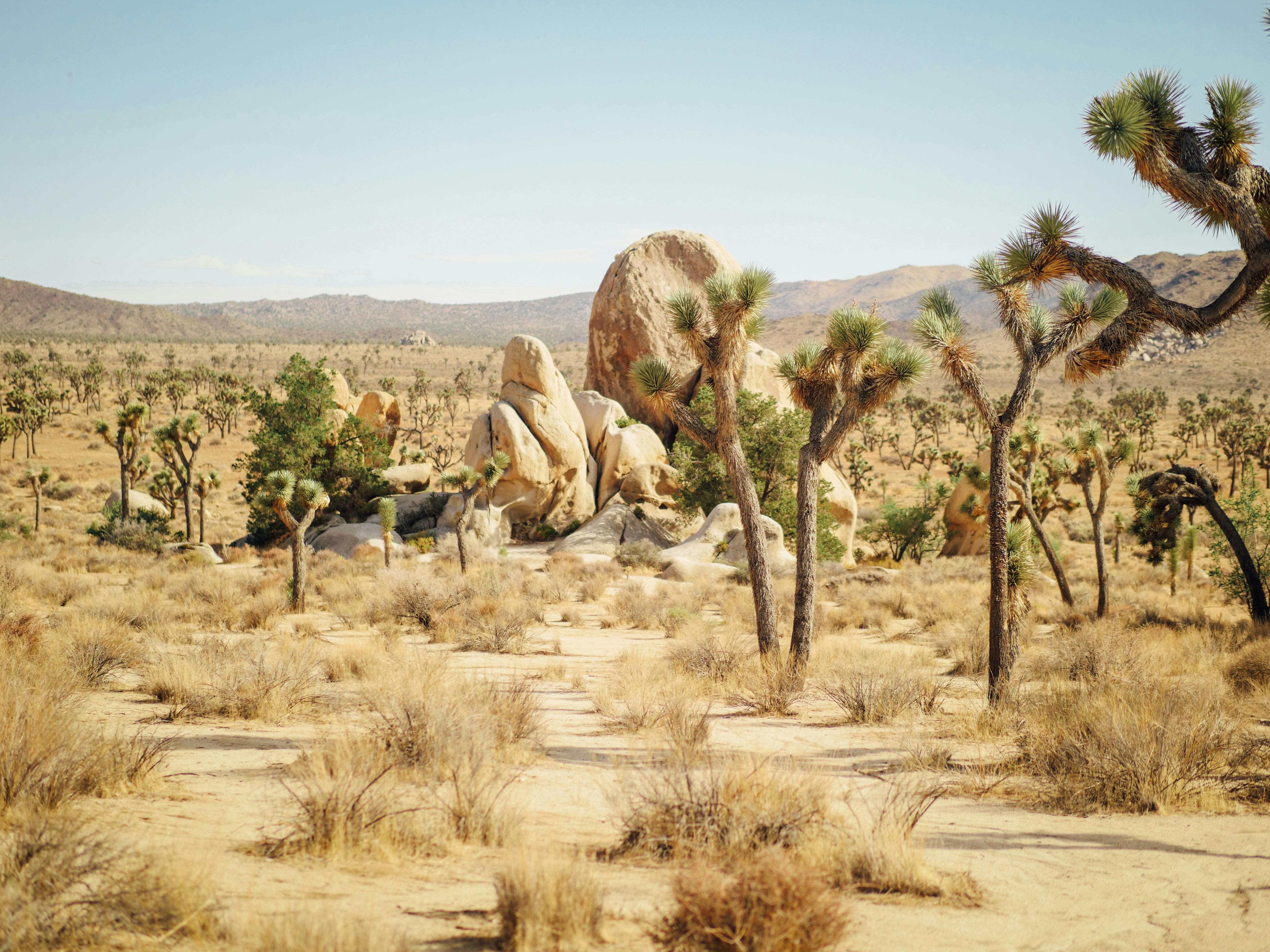 Joshua Tree National Park, San Bernardino County 