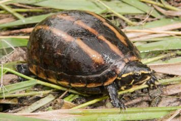 Florida three-stripe mud turtle