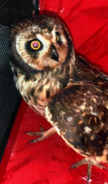 Short-eared owl