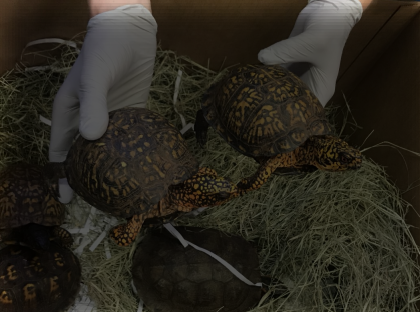 Turtles seized by authorities