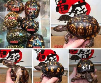 Turtles posted for sale on Freeman's Facebook page