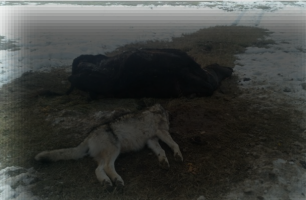 Dead wolf and cow