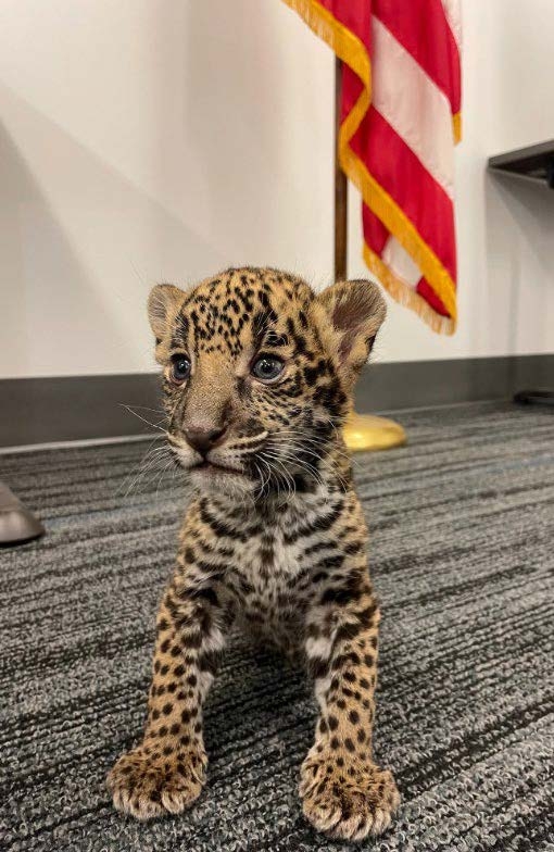 Baby jaguar cub on carpet with American flag in background