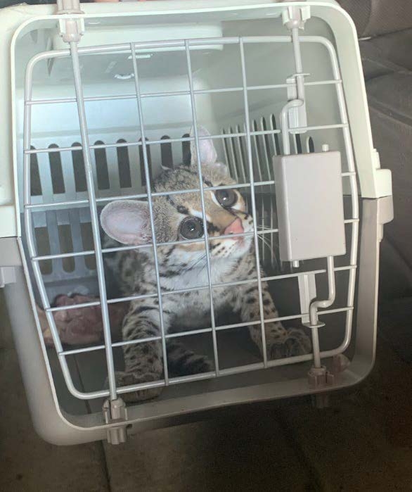 Baby margay cub in animal cage looking up through closed door 