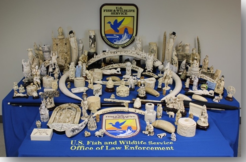 Ivory seized from Cooper