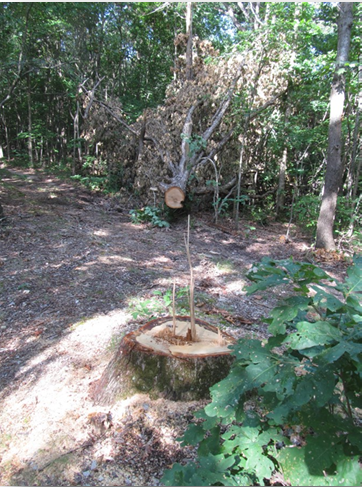 White Oak Tree