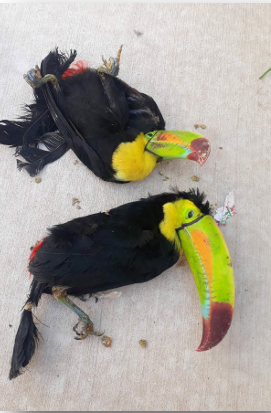 Toucans killed during transport