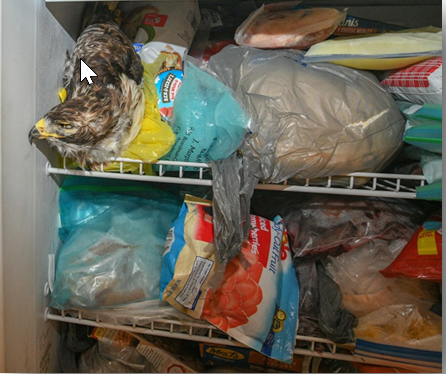 Red Tailed Hawk in freezer