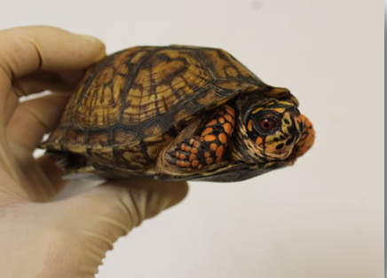 Spotted turtle rescued by investigators