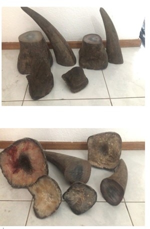 Photograph of rhinoceros horns that the defendant had available for sale