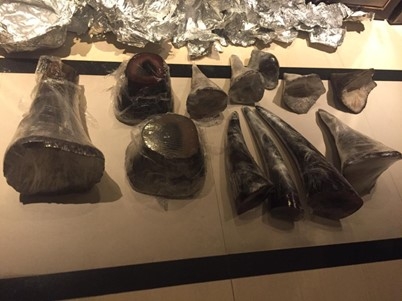 Photograph of the 12 rhinoceros horns that the defendant arranged to be sold to law enforcement