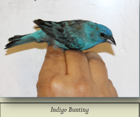 Indigo Bunting