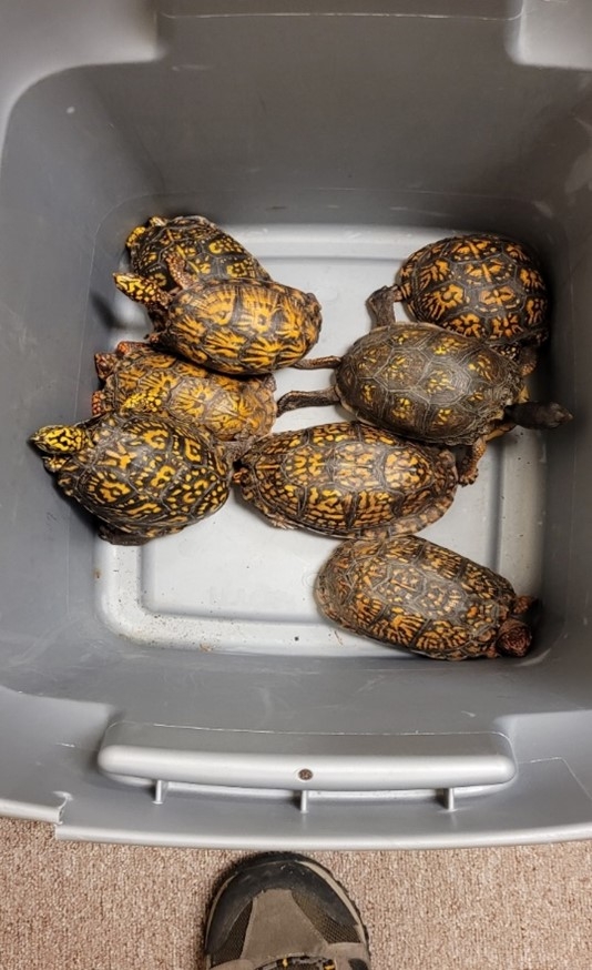 Photo of several eastern box turtles in a bin