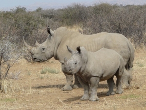 Photograph of a white rhinoceros