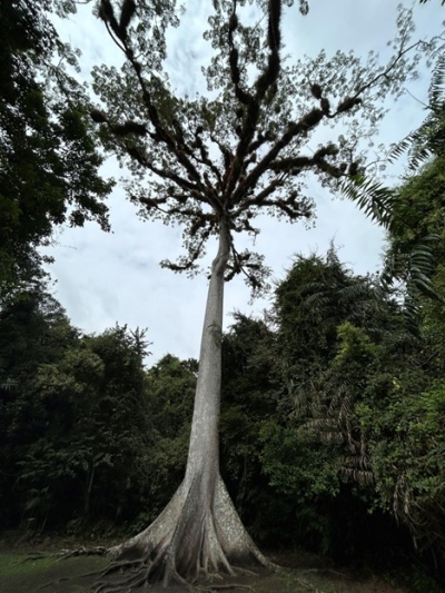 Se alza un árbol de Ceiba con raíces de refuerzo grises y un gran dosel.
