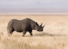 Photograph of a black rhinoceros