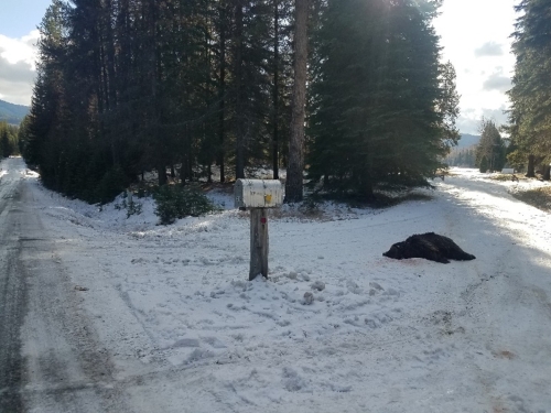 Dead grizzly bear in snow