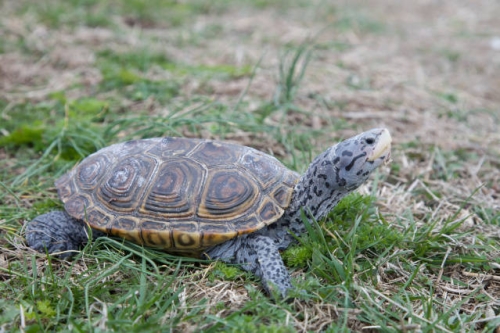 Diamondback Terrapin in the grass.