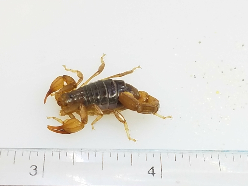 Scorpion with ruler for size