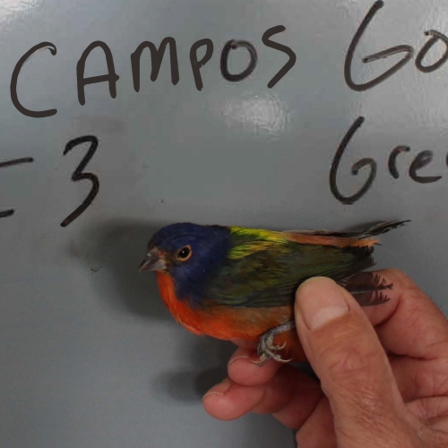 Picture of a painted bunting, presented at trial
