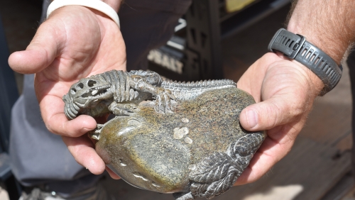 Hands holding a dinosaur bone