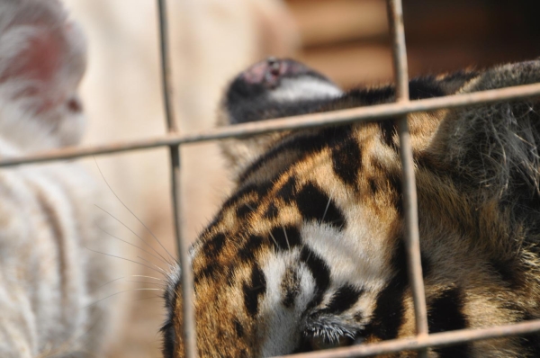 Tiger with Damaged Ear