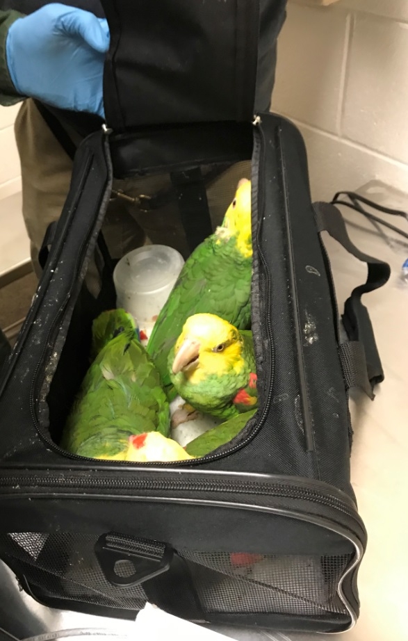 4 yellow-headed amazon parrots inside an animal carrier.