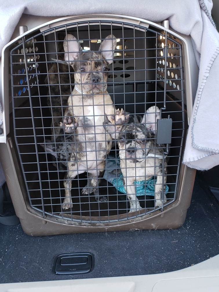 Image of multiple french bulldog puppies in a crate