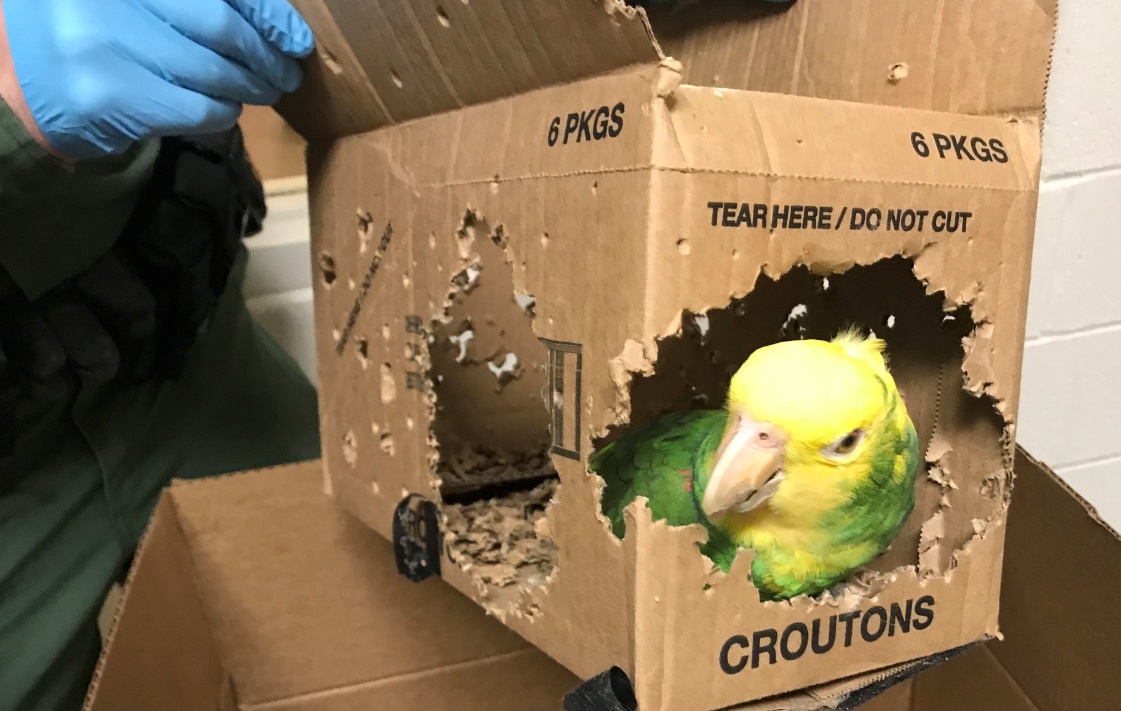 Yellow-headed amazon parrot inside a cardboard box.