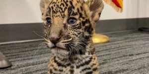 Baby jaguar cub on carpet with American flag in background