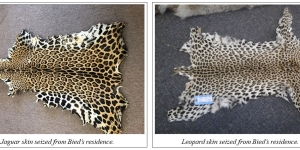 Jaguar skin and leopard skin seized from defendant's residence