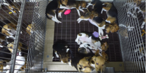 beagles in cage