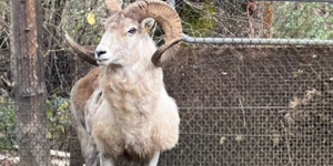 Picture of a giant sheep - Montana Mountain King