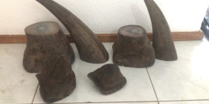 Image of rhinoceros horns