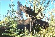 Moose from Kenai NWR. Courtesy of FWS. Moose from Kenai NWR. Courtesy of FWS.