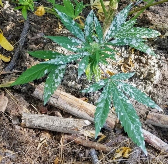 Marijuana plant sprayed with deadly pesticide